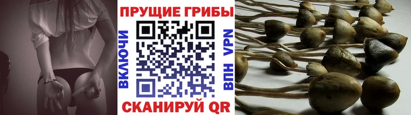 купить наркоту  Тулун  Галлюциногенные грибы прущие грибы 