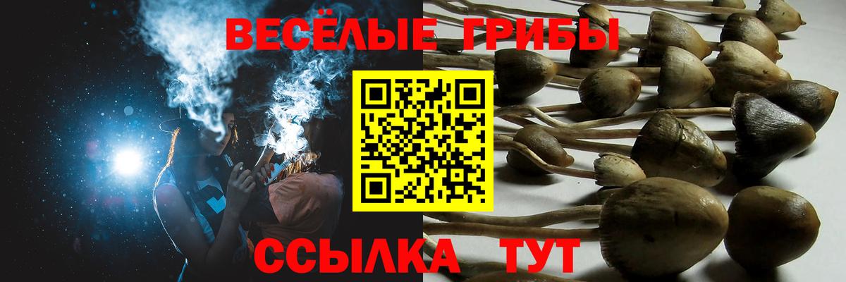 Псилоцибиновые грибы Psilocybine cubensis Тулун